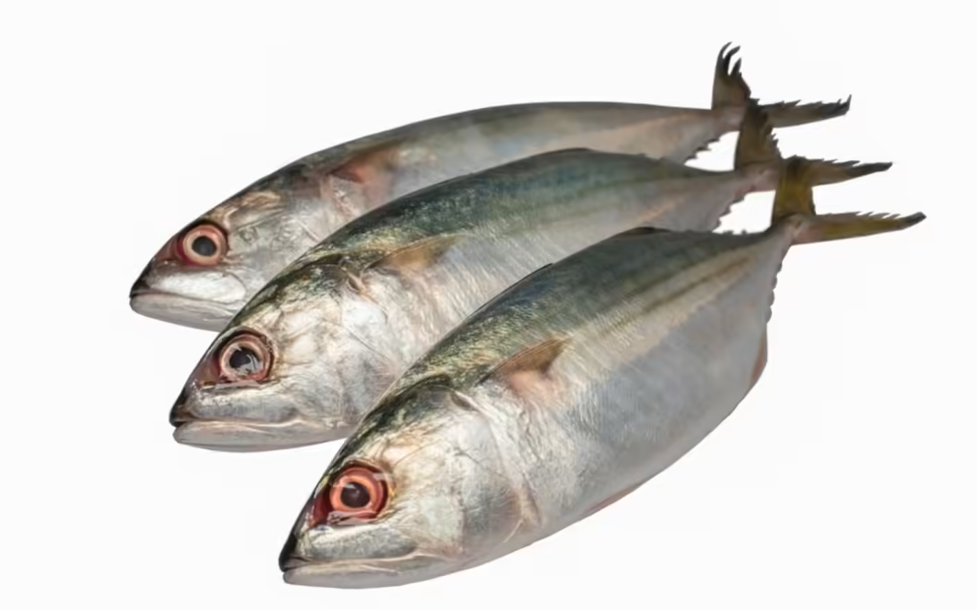 INDIAN MACKEREL