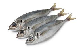 HORSE MACKEREL