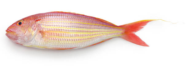 JAPANESE THREAD BREAM