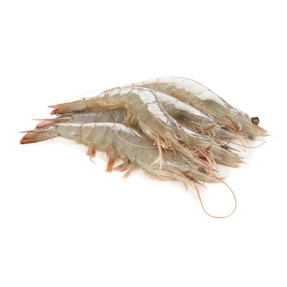 White shrimph